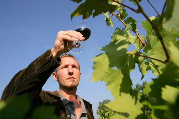 Άνθρωπος δοκιμάζοντας ένα κρασί — Φωτογραφία Αρχείου