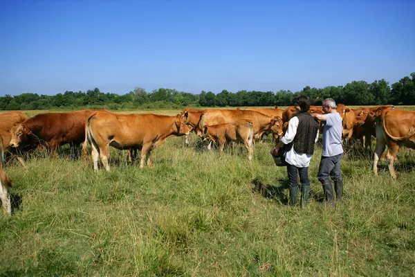 Фермер и жена в поле с коровами — стоковое фото