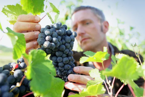 Человек собирает виноград — стоковое фото