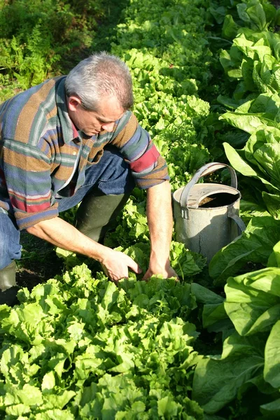 그의 정원에서 일 하는 남자 — 스톡 사진