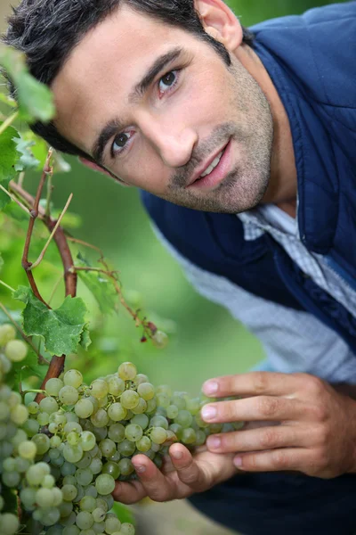 A man harvesting grapes. Stock Picture