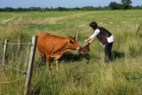 Фермер кормит коров в поле — стоковое фото