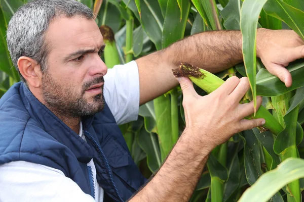 Agricultor que inspecciona a cultura — Fotografia de Stock