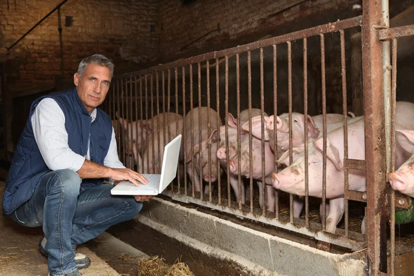 stock image Man with pigs and a laptop