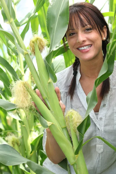 Piękna młoda kobieta w polu kukurydzy cukrowej — Zdjęcie stockowe