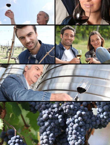 葡萄酒行业的形象 — 图库照片