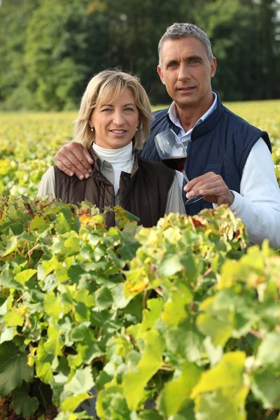 Par i vinrankorna, man med ett rött vin glas Stockfoto