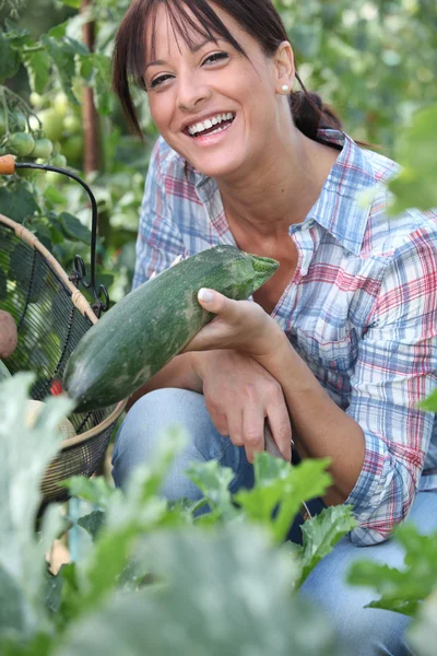 Woman picking a cucumber on her vegetable patch Stock Picture