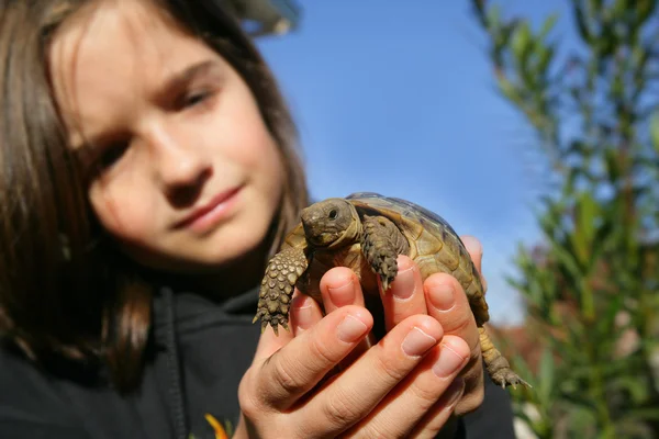 stock image Young girl holding a turtle