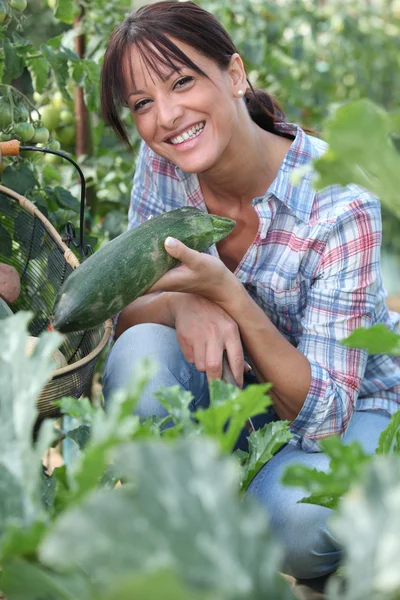 Mulher escolhendo pepino — Fotografia de Stock