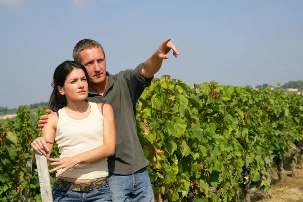Ungt par i en vingård — Stockfoto