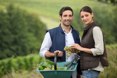 Attractive couple picking grapes clipart