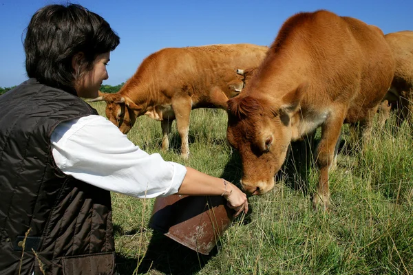 Agricultor alimentando a sus vacas — Foto de Stock