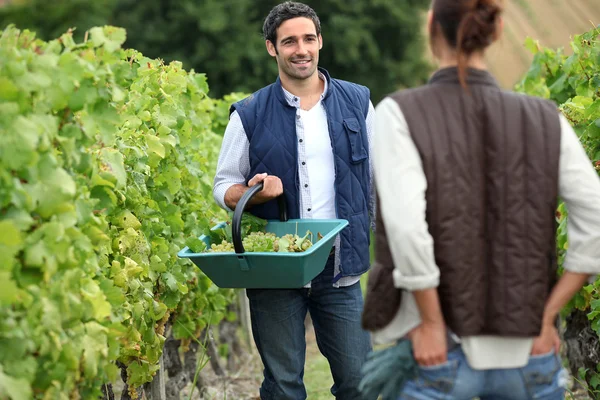 Pareja cosechando uvas —  Fotos de Stock