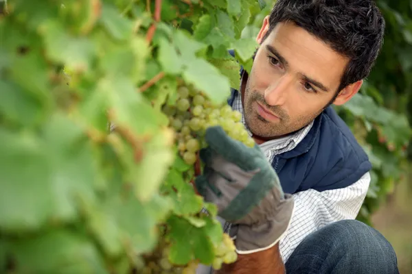 Человек, работающий на винограднике — стоковое фото