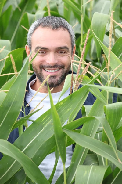 Usmívající se muž v kukuřičném poli — Stock fotografie