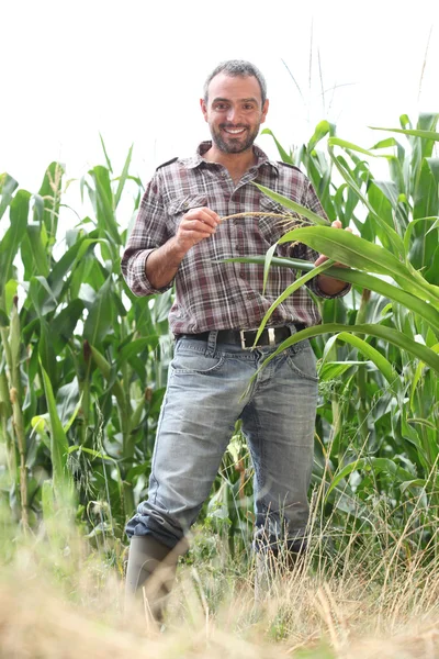農民はトウモロコシ畑に立っています。 — ストック写真