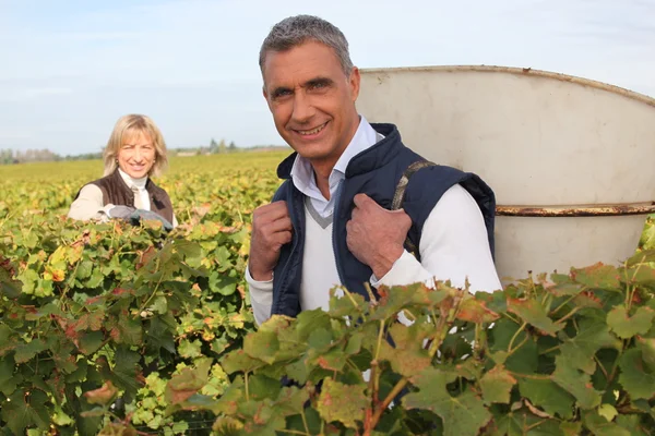 Фермер и жена собирают виноград — стоковое фото