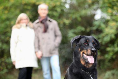 Elderly couple walking dog in park clipart