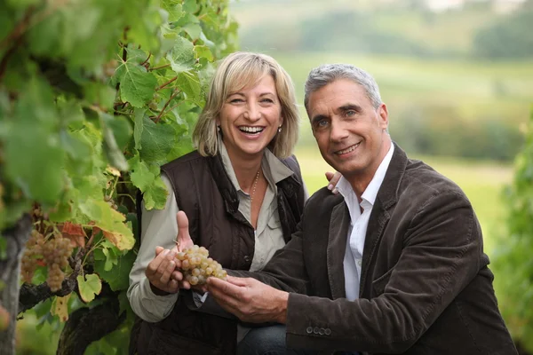 Владельцы виноградников держат гроздь винограда — стоковое фото