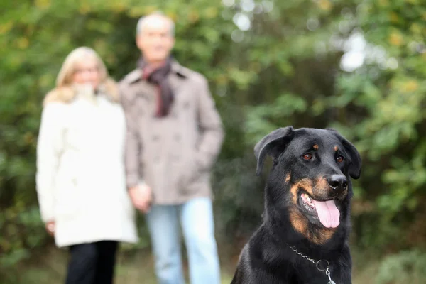 Idős házaspár sétáló kutya Park — Stock Fotó