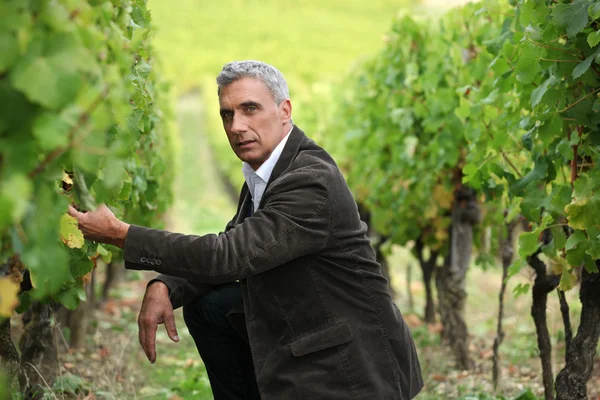 Homem agachado em uma vinha — Fotografia de Stock