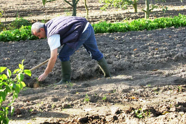Man hoeing in his garden — Stock Photo, Image