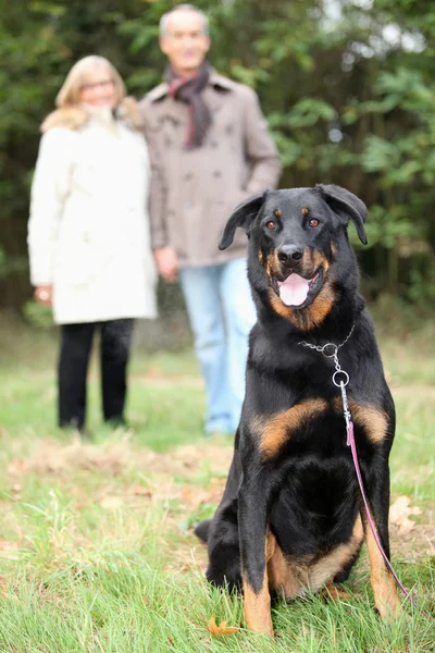 Casal cão ambulante — Fotografia de Stock