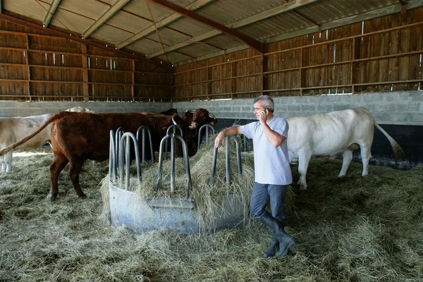 Фермер в сарае с коровами — стоковое фото