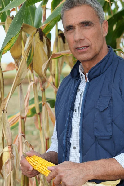Фермер держит кукурузное ухо — стоковое фото