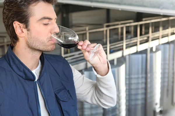 Productor masculino de vino —  Fotos de Stock