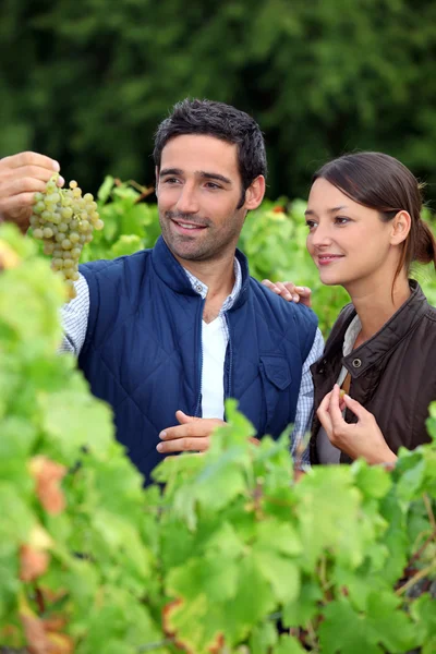 Cultivadores de uva recogiendo uvas en su viñedo —  Fotos de Stock