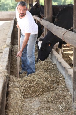 Farmer feeding the cows clipart