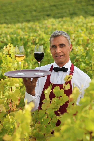 stock image Sommelier in a vineyard