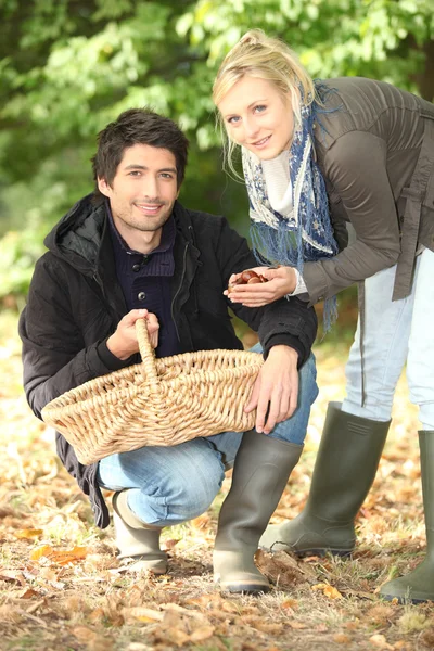 Paar verzamelen kastanjes — Stockfoto