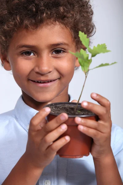 Little boy with a young oak tree — Stock Photo, Image