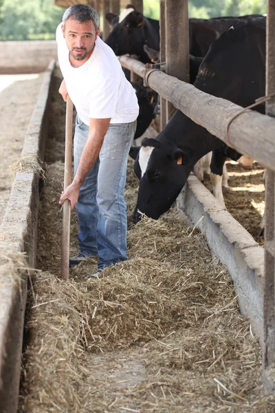 Rolnik karmienia krów — Zdjęcie stockowe