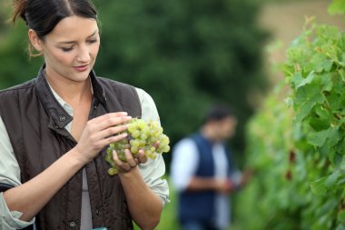 Picking grapes clipart