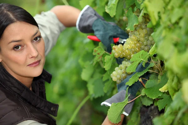 Woman pruning vine — Stock Photo, Image