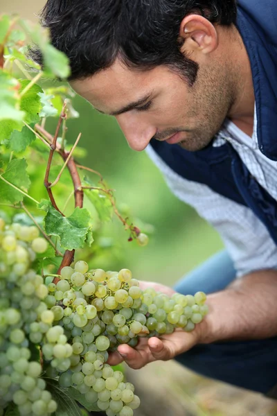 Viñedo buscando racimo de uvas —  Fotos de Stock