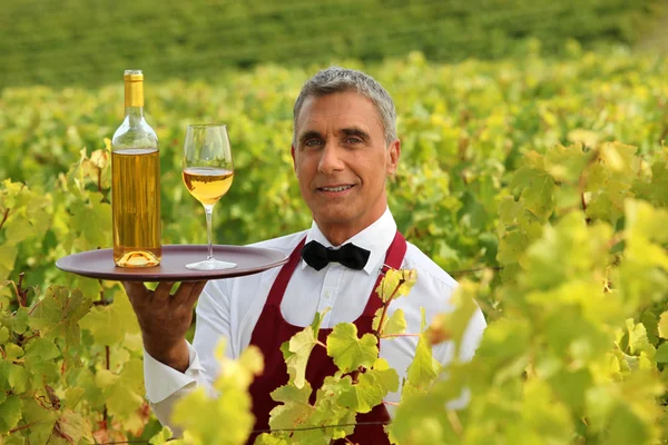 Винний офіціант посеред виноградників — стокове фото