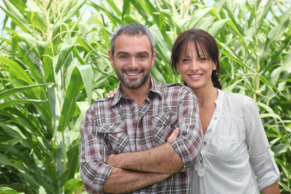 Casal na frente de plantas de milho — Fotografia de Stock