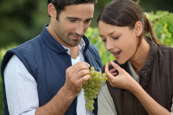 Winegrowers üzüm demet ile — Stok fotoğraf