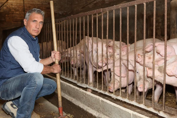 stock image Man feeding pigs