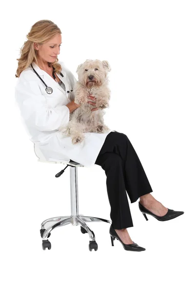 Vet sat with small dog — Stock Photo, Image
