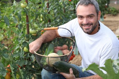 Man picking tomatoes clipart