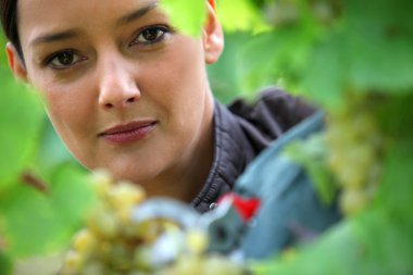 Woman pruning vine clipart