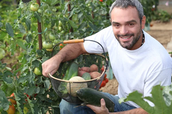 Uomo raccolta pomodori — Foto Stock