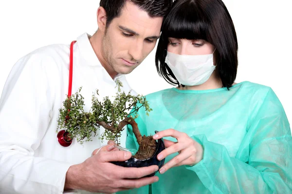 Doutor e enfermeira olhando para bonsai — Fotografia de Stock