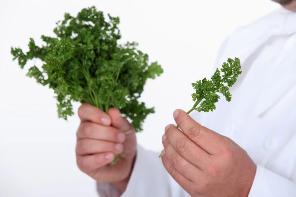 Chef with fresh herbs — Stock Photo, Image
